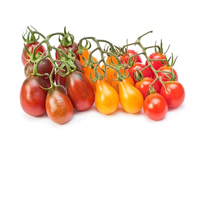 Branch varicolored cherry tomatoes