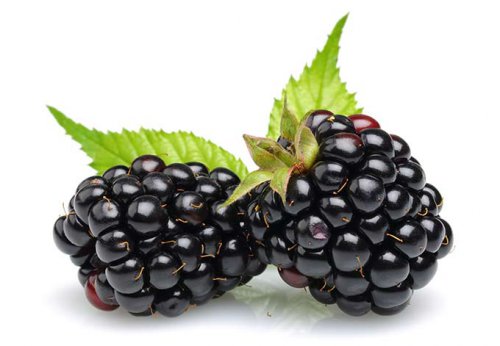 blackberries-in-season