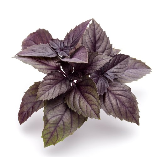 aeroponic-seedling-purple-basil